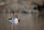 garganey duck