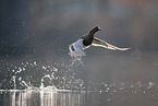 garganey duck