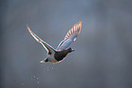 garganey duck