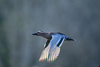 garganey duck