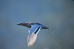 garganey duck