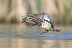 garganey duck