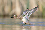 garganey duck