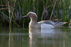 garganey duck