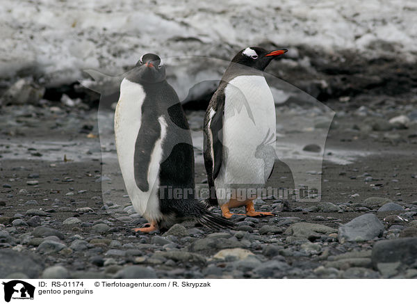 Eselspinguine / gentoo penguins / RS-01174