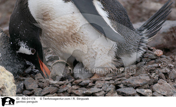 Eselspinguin / gentoo penguin / RS-01178