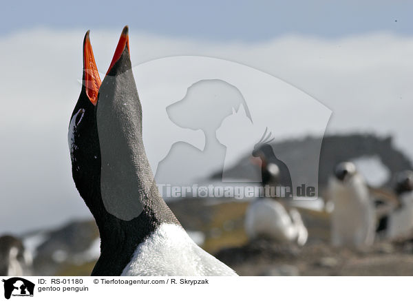 Eselspinguin / gentoo penguin / RS-01180