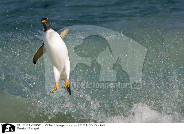 Eselspinguin / Gentoo Penguin / FLPA-02952