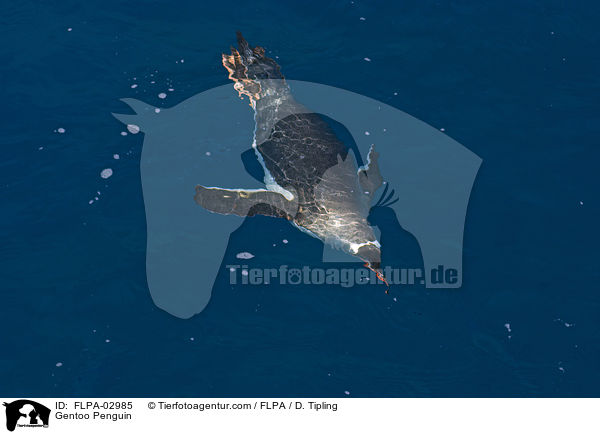 Eselspinguin / Gentoo Penguin / FLPA-02985