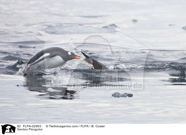 Eselspinguine / Gentoo Penguins / FLPA-02993