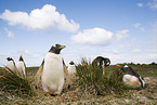 Gentoo Penguins