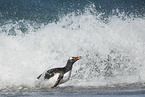 Gentoo Penguin