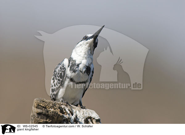 giant kingfisher / WS-02545