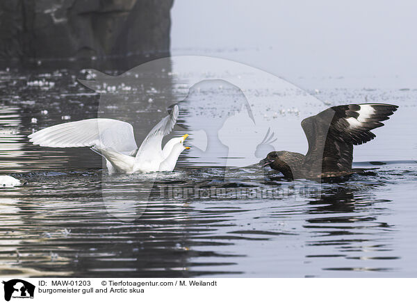 burgomeister gull and Arctic skua / MAW-01203