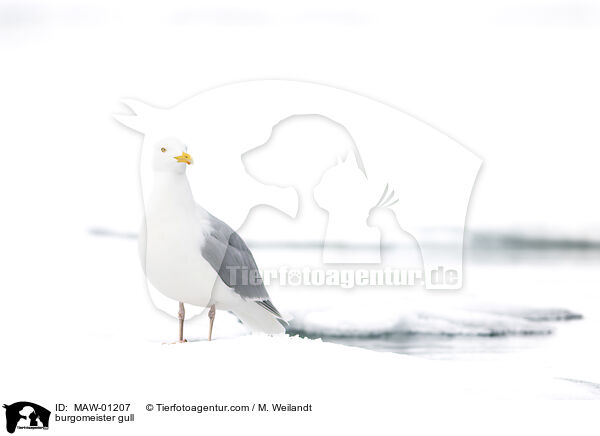 Eismwe / burgomeister gull / MAW-01207