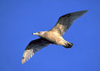 glaucous gull