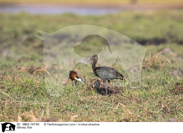 Glossy Ibis / MBS-19746