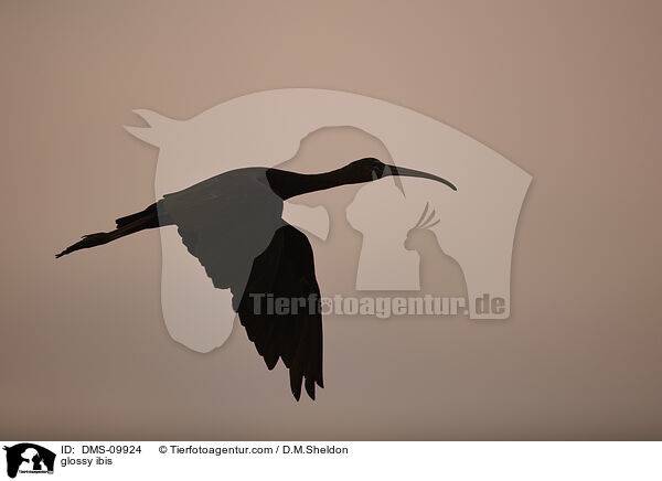glossy ibis / DMS-09924