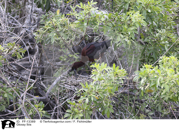 Braunsichler / Glossy Ibis / FF-13389