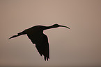 glossy ibis