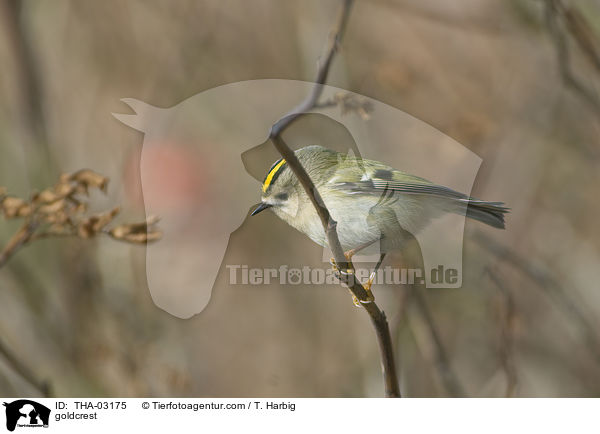 goldcrest / THA-03175
