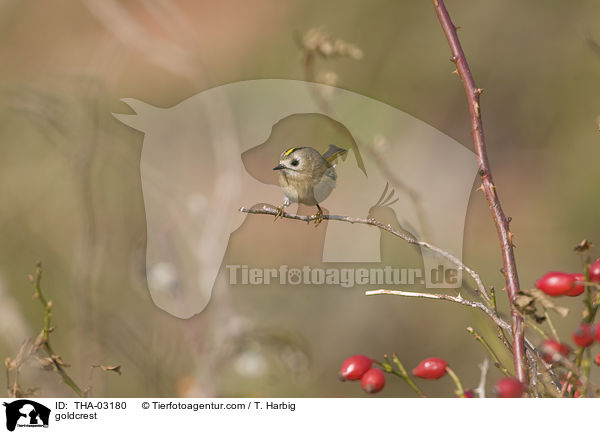 goldcrest / THA-03180