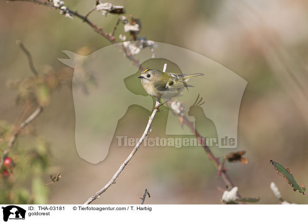 goldcrest / THA-03181