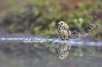 goldcrest