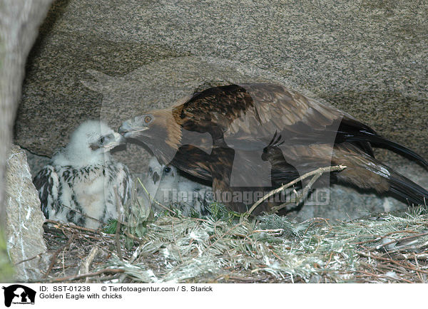Golden Eagle with chicks / SST-01238