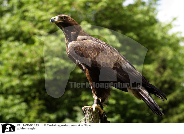 golden eagle / AVD-01819