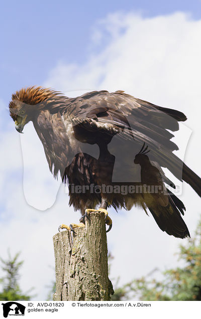 golden eagle / AVD-01820