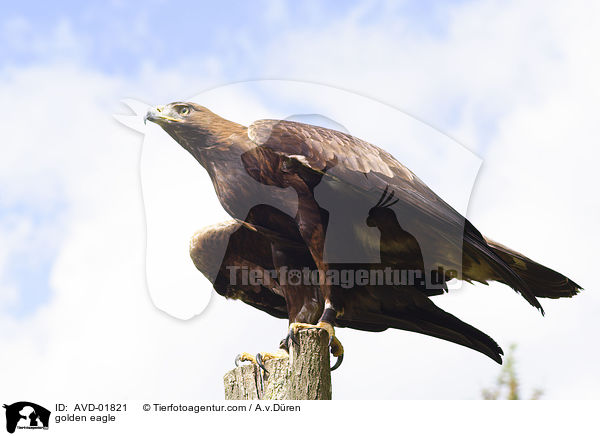 golden eagle / AVD-01821
