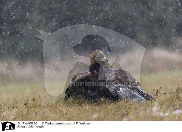 sitting golden eagle / PW-05896