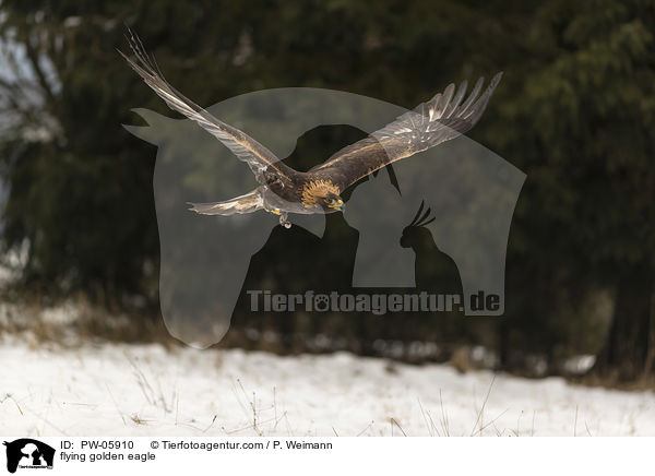 flying golden eagle / PW-05910