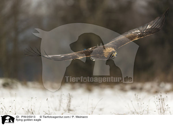 flying golden eagle / PW-05913