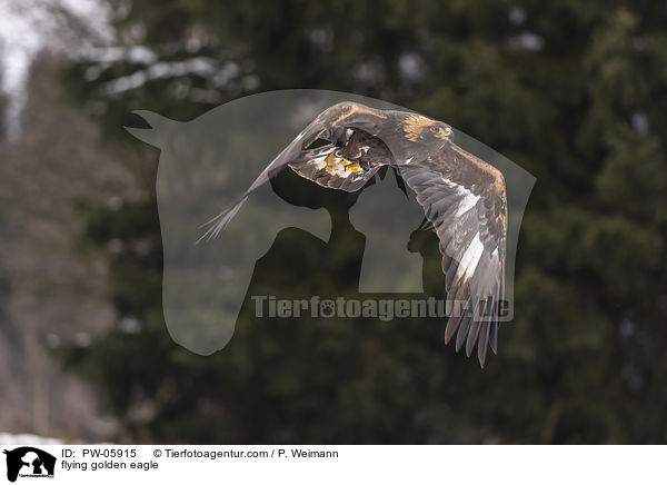 flying golden eagle / PW-05915