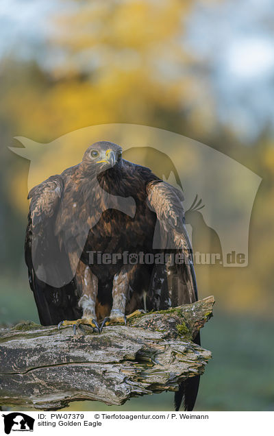 sitting Golden Eagle / PW-07379