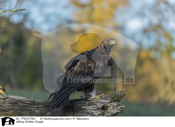 sitting Golden Eagle / PW-07381