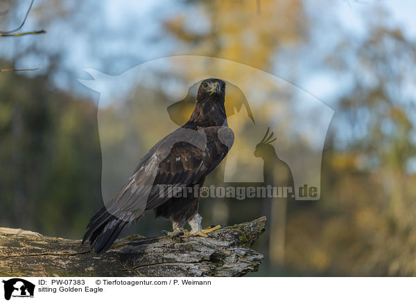 sitting Golden Eagle / PW-07383