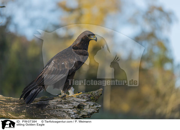 sitting Golden Eagle / PW-07384
