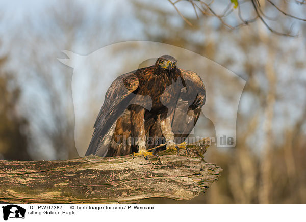 sitting Golden Eagle / PW-07387