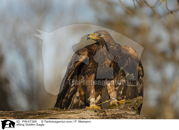 sitting Golden Eagle / PW-07389
