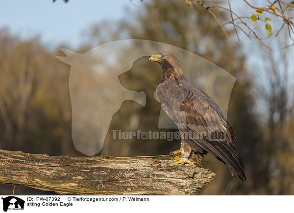 sitting Golden Eagle / PW-07392