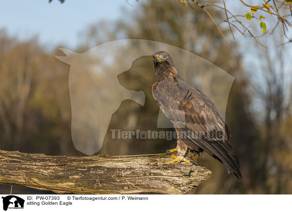 sitting Golden Eagle / PW-07393