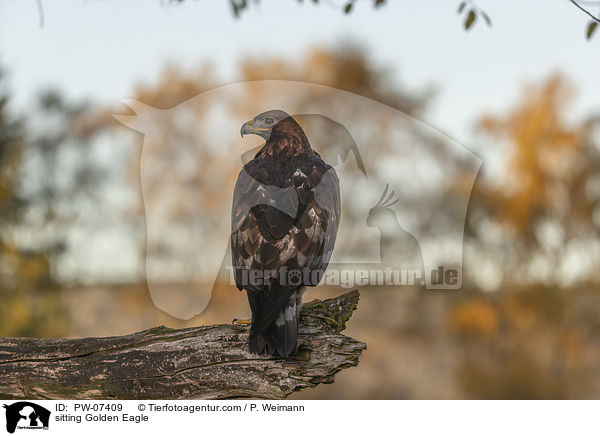 sitting Golden Eagle / PW-07409