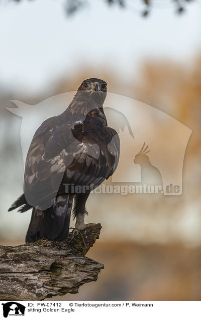 sitting Golden Eagle / PW-07412