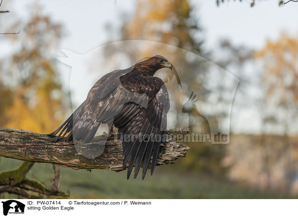 sitting Golden Eagle / PW-07414