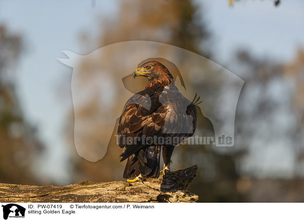 sitting Golden Eagle / PW-07419