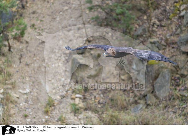 flying Golden Eagle / PW-07929