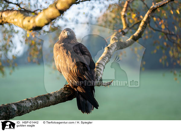 golden eagle / HSP-01442